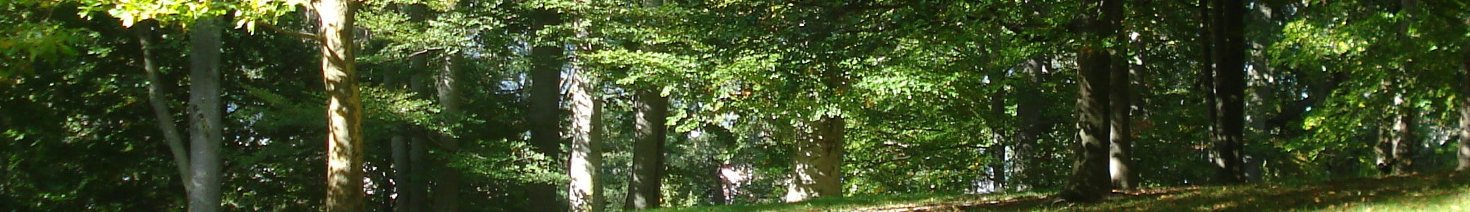 藤井裕恵のサウンドショーケースLIFE